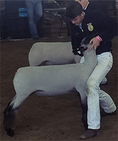 Dietz Club Lambs Winners